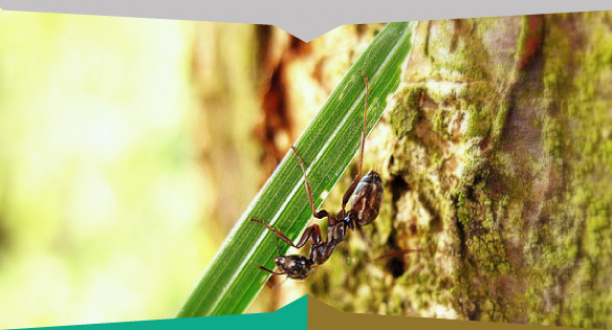 Come liberarsi dalle formiche: consigli utili