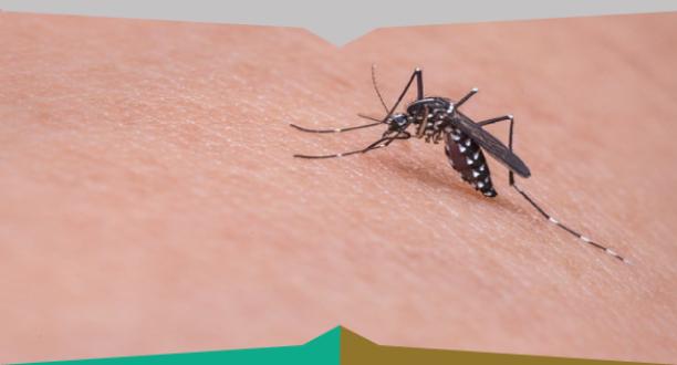 Come liberarsi dalle zanzare: consigli utili
